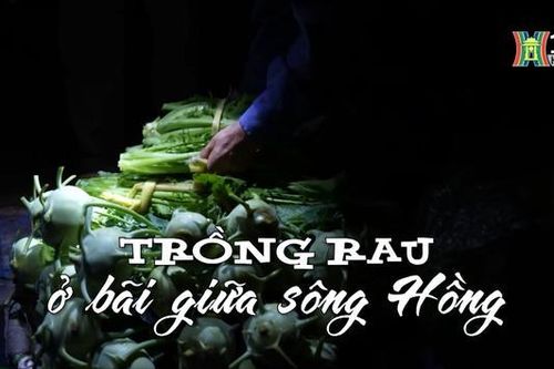 Trồng rau ở bãi giữa sông Hồng | Nhịp sống Hà Nội | 13/01/2024