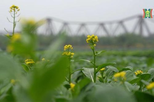 Trồng rau xanh trên bãi giữa sông Hồng