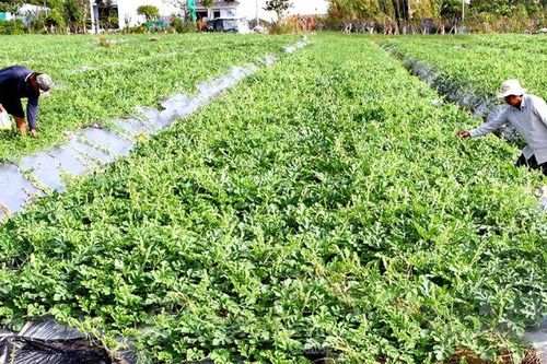 Chăm chút vụ dưa hấu tết