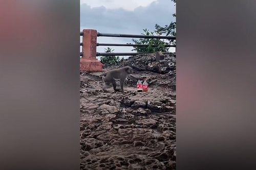 Khỉ táo tợn đánh cắp nước ngọt của du khách