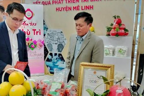 Chuyển giao tiến bộ kỹ thuật trong sản xuất bưởi đỏ Mê Linh