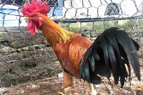 Giống gà đắt nhất Việt Nam: 50 triệu/con đại gia vẫn tranh đặt hàng