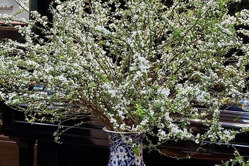 Người tiêu dùng Thủ đô bắt đầu 'săn' tuyết mai chơi Tết, giá hơn 200.000 đồng/bó vẫn cháy hàng