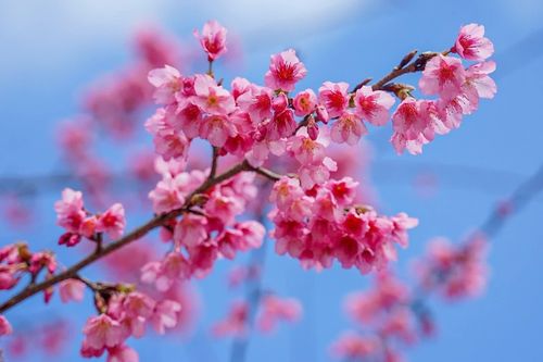 Ngắm hoa anh đào bung nở rực rỡ ở Mộc Châu
