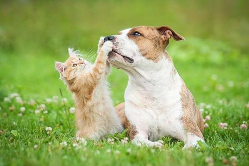 Câu đố giải mã bí mật khách sạn thú cưng