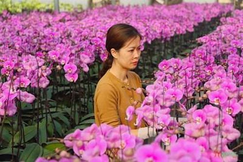 Vùng hoa Mê Linh sẵn sàng cung ứng thị trường Tết Nguyên đán 2024