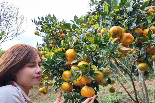 Chiêm ngưỡng vườn quýt ngọt độc nhất trên đèo Măng Rơi