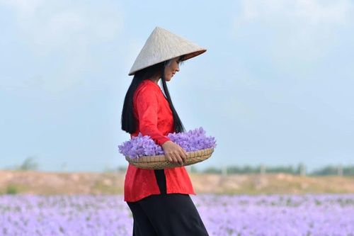 Về miền Tây ngắm bông lục bình