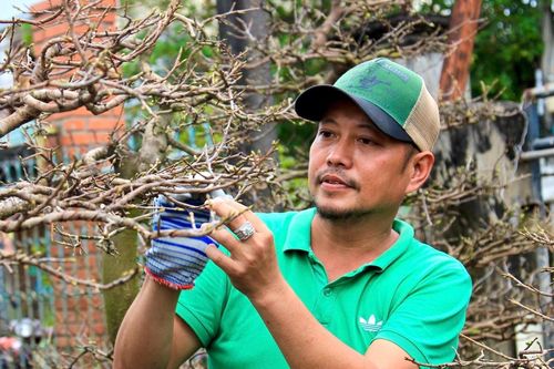 Hối hả tuốt lá, chăm cây, thủ phủ mai vàng ngóng thương lái