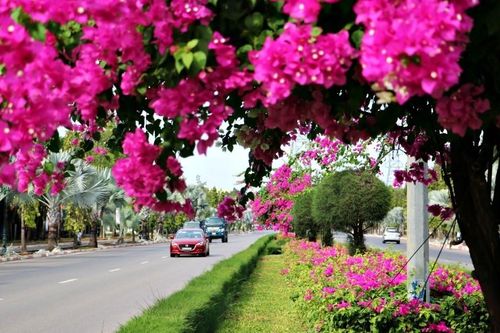 Con đường hoa giấy đẹp 'mê hồn' trên dải phân cách cửa ngõ Vũng Tàu