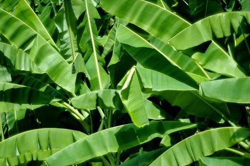 Loại lá có đầy ở Việt Nam, bán ra nước ngoài nửa triệu đồng/kg