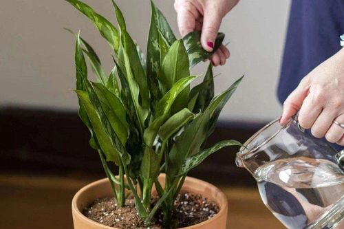 Nước thải điều hòa chớ bỏ đi, giữ lại dùng nhận được vô số lợi ích