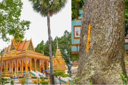 Ngôi chùa 'độc nhất vô nhị' tại Việt Nam với loạt cây cổ thụ trăm năm tuổi, được xây dựng từ năm 1465