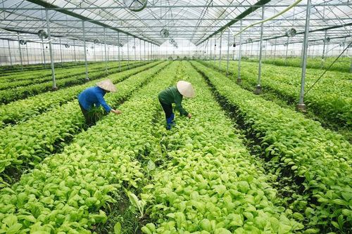 Ngành nông nghiệp Thừa Thiên Huế tăng trưởng cao nhất từ trước đến nay