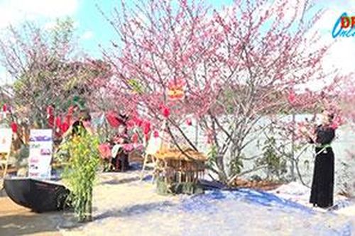 Ngắm hoa anh đào, trải nghiệm văn hóa Việt - Nhật