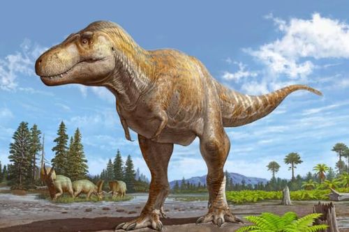 Phát hiện hộp sọ 72 triệu năm của loài khủng long có họ hàng với Tyrannosaurus Rex