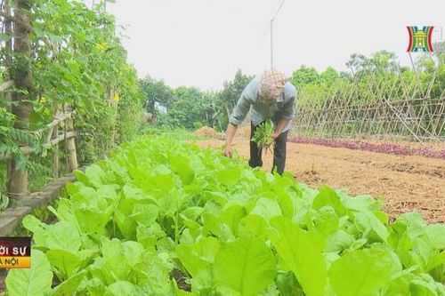 Tổng giá trị nông sản phục vụ Tết đạt 40.900 tỷ đồng
