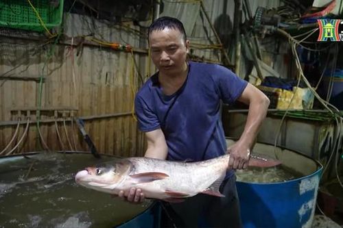 Trắng đêm bán, mua tại chợ cá lớn nhất Hà Nội