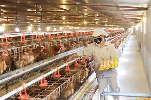 Chủ động cung ứng, điều tiết nông sản