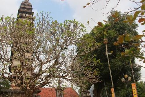 Kỳ lạ, những cây cổ thụ trong ngôi chùa 800 năm ở Nam Định vẫn xanh tươi