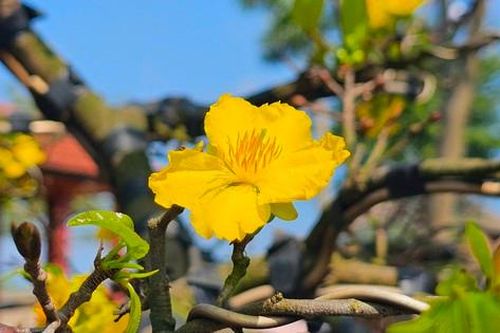 Chiêm ngưỡng những gốc hoàng mai tiền tỉ bên di tích nổi tiếng xứ Huế