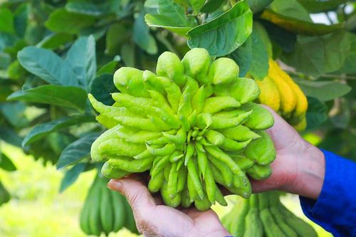 Nhà vườn ngoại thành Hà Nội tất bật thu hoạch phật thủ phục vụ Tết