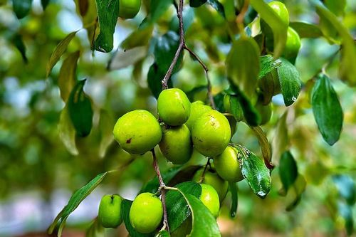 Hải Phòng: Táo muối Bàng La được mùa, mất giá