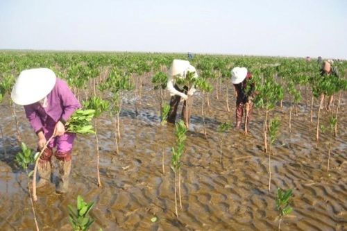 Đẩy mạnh trồng rừng phòng hộ ven biển