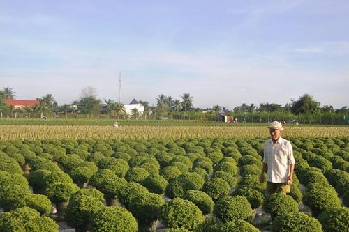 Trù phú làng hoa Mỹ Tho