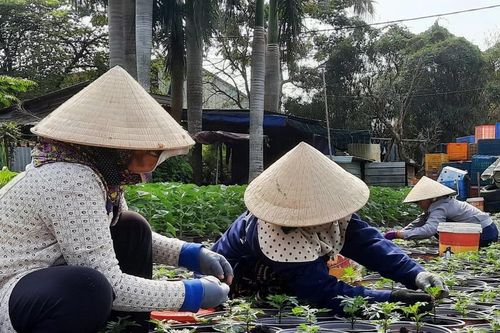 TPHCM: Tất bật chuẩn bị cho mùa hoa Tết Nguyên đán 2024