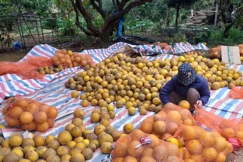 'Giải cứu' bưởi miền Bắc