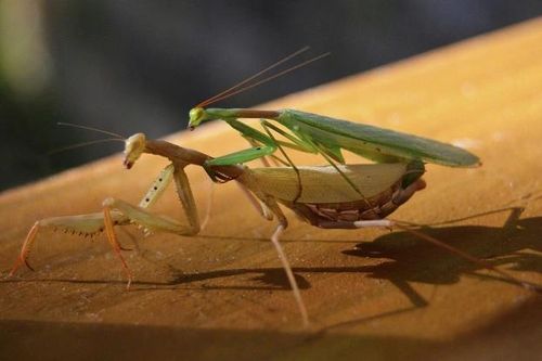 Bó tay loài động vật 'chén' luôn bạn tình sau khi ân ái