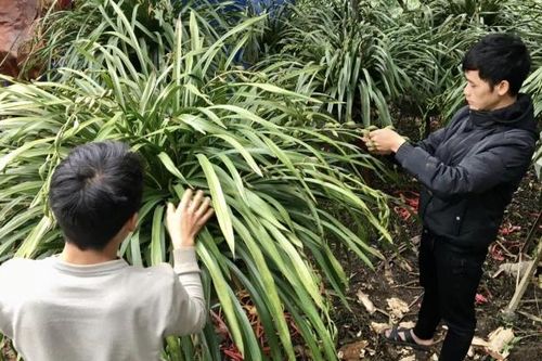 Nhộn nhịp chợ hoa địa lan Sa Pa trên mạng dịp cận Tết