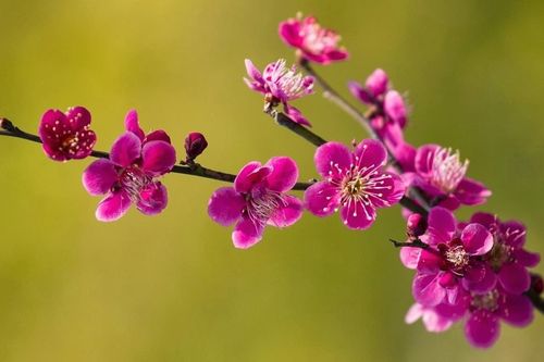 Nhớ Tết quê xưa