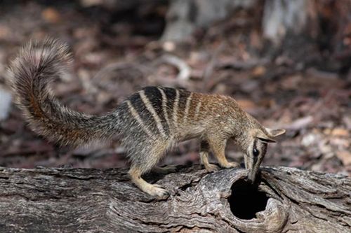 Australia: Khí hậu ấm lên đẩy loài thú ăn mối có túi đến bờ vực tuyệt chủng