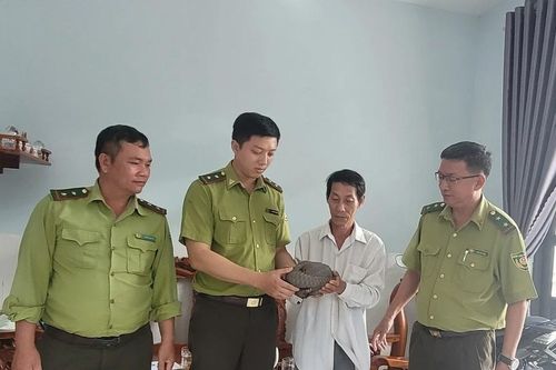 Bàn giao cá thể tê tê Java nằm trong danh mục loài nguy cấp cho kiểm lâm