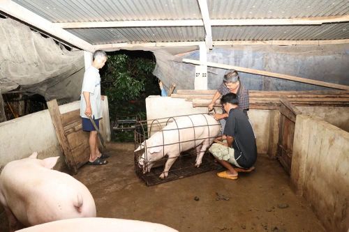 Đồng Nai: Đủ nguồn cung thịt lợn, gà phục vụ các tỉnh phía Nam trong dịp Tết