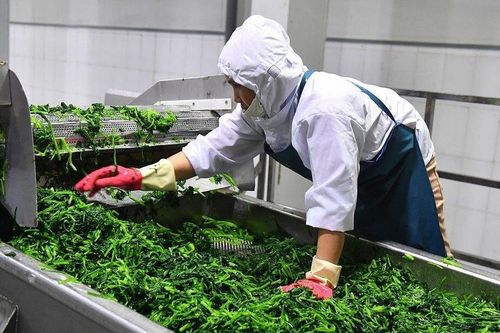 Hướng đến mục tiêu xuất khẩu sản phẩm trồng trọt trên 26 tỷ USD
