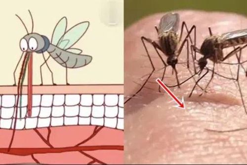 Bí ẩn cách muỗi biết chọn người để đốt, kiến thức kinh hoàng được tiết lộ