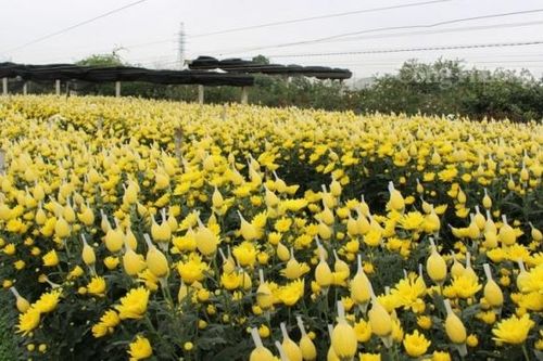 Thanh Hóa: 'Thủ phủ' hoa Đông Cương tất bật đón Tết