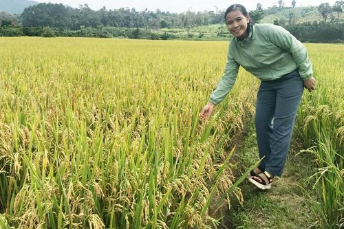 Nỗ lực xây dựng thương hiệu 'Gạo Đak Đoa'