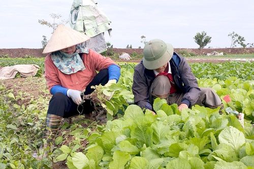 Phấn đấu thắng lợi vụ Xuân ngay từ đầu năm