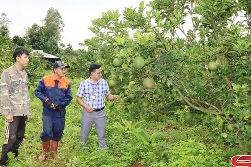Phát triển nông nghiệp ứng dụng công nghệ cao