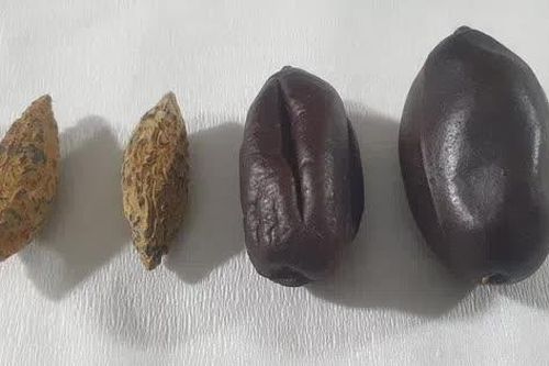 Khám phá bí ẩn thời tiền sử