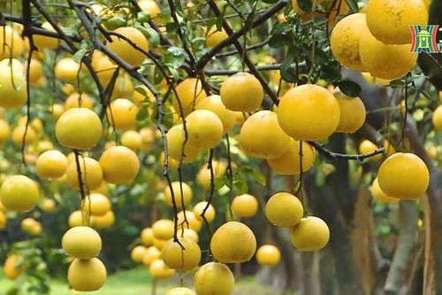 Bưởi Phú Diễn khoe sắc vàng đón Tết
