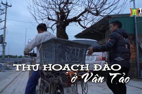Thu hoạch đào ở Vân Tảo | Nhịp sống Hà Nội | 15/01/2024