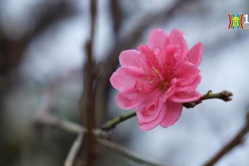 Nông dân Vân Tảo 'ăn gió nằm sương' chăm đào Tết