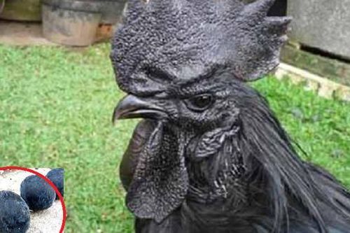 Gà mặt quỷ bán ở Việt Nam: Gây sốt giới đại gia, 100 triệu/cặp cũng không đủ để cung cấp