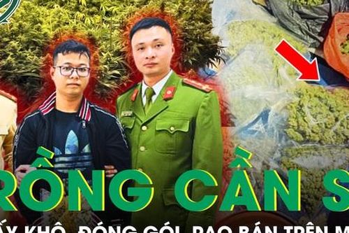 Liều lĩnh tự trồng cần sa tại nhà, đóng gói và đăng bán trên mạng xã hội
