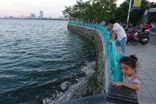 Quận Tây Hồ lên kế hoạch cải thiện nước, môi trường hồ Tây